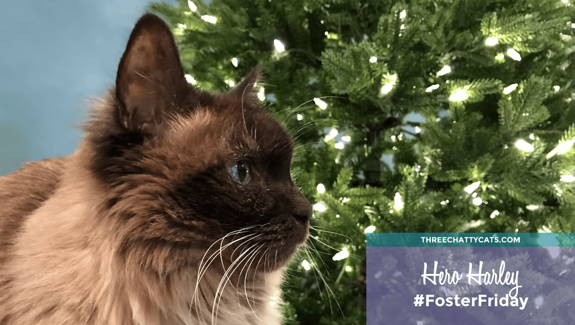 Foster Cat Harley