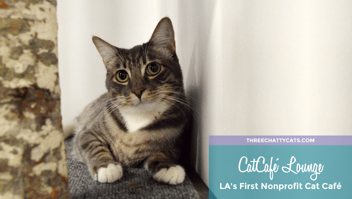 CatCafé Lounge: LA's First Nonprofit Cat Café