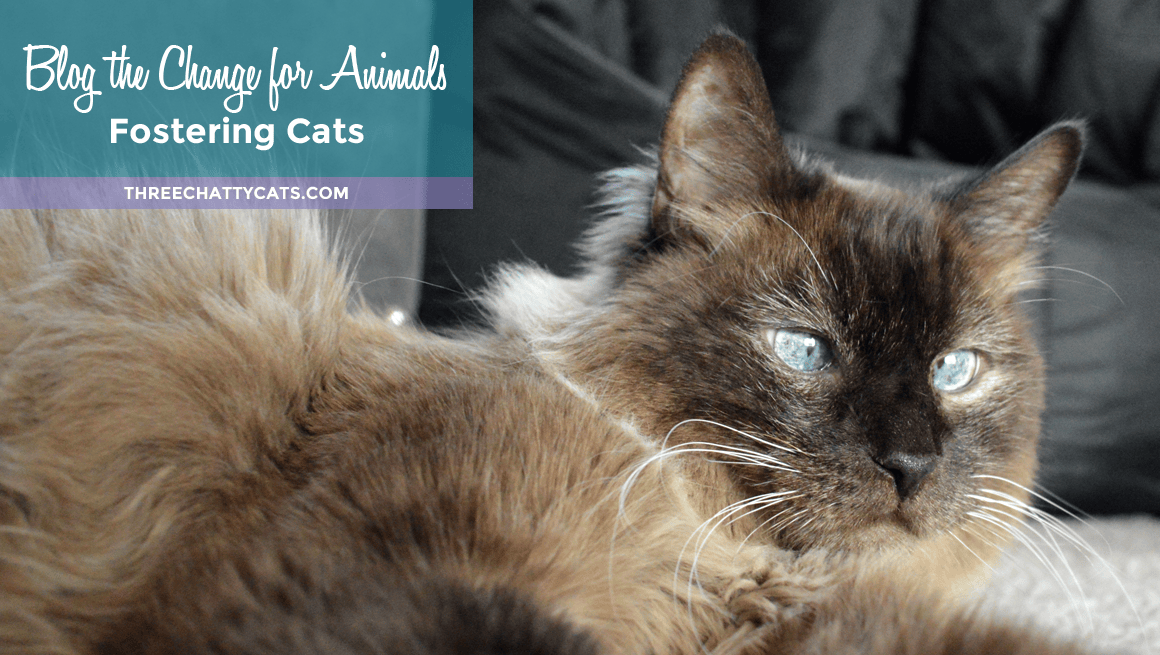 Blog the Change for Animals - Fostering Cats #BtC4A
