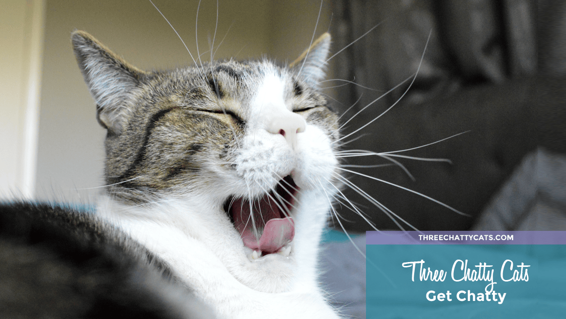 gray and white tabby cat