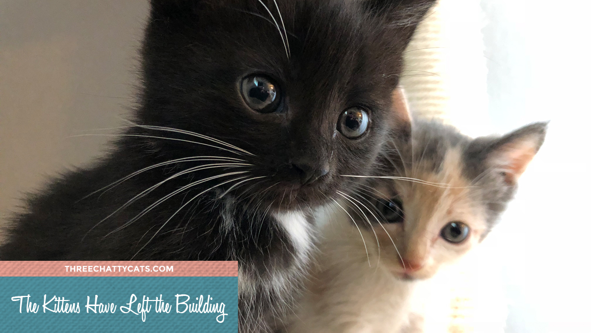 two foster kittens