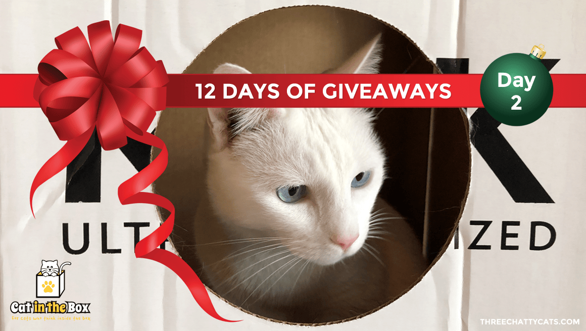 Cat in the Box | 12 Days of Giveaways