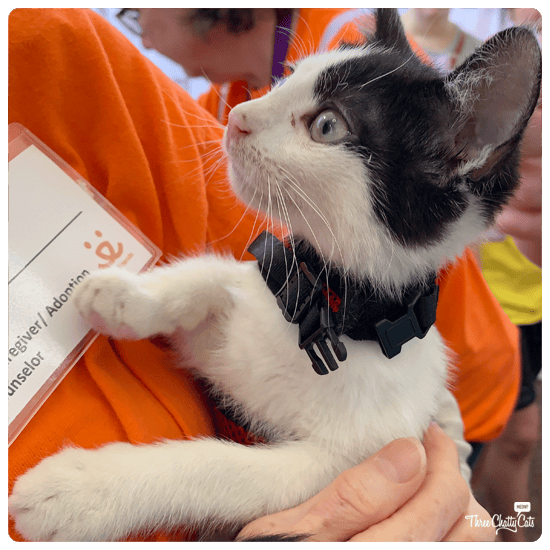 black and white kitten for adoption at CatCon 2019