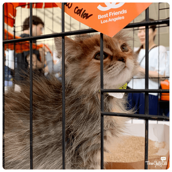 fluffy kitten for adoption at CatCon 2019