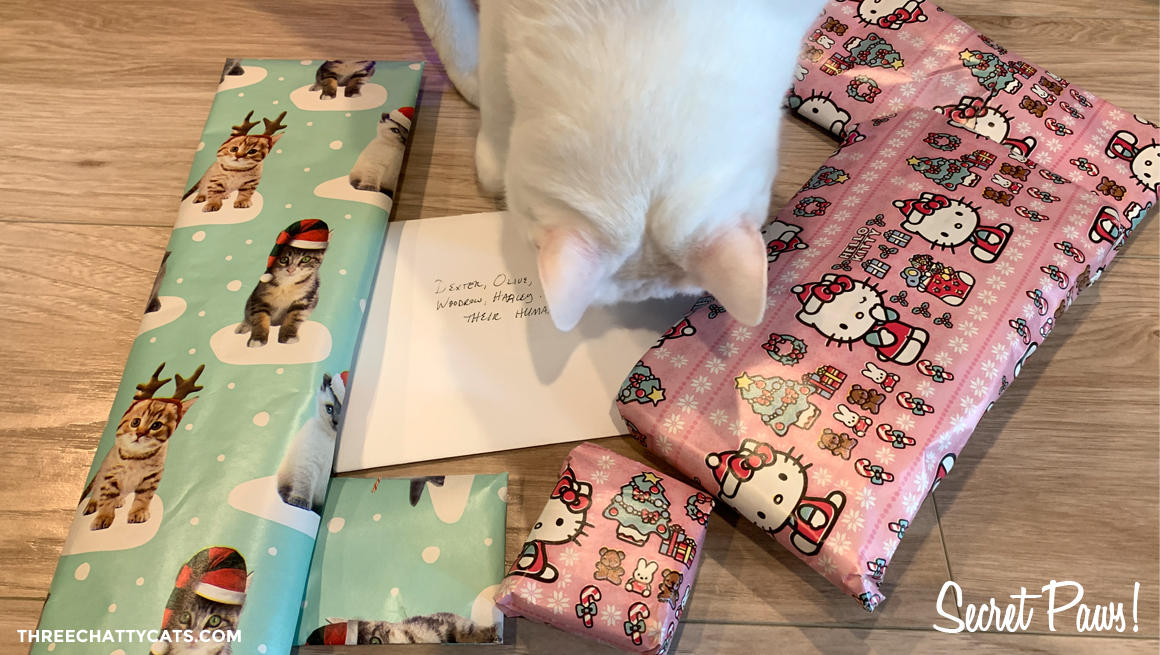 white cat sniffing presents