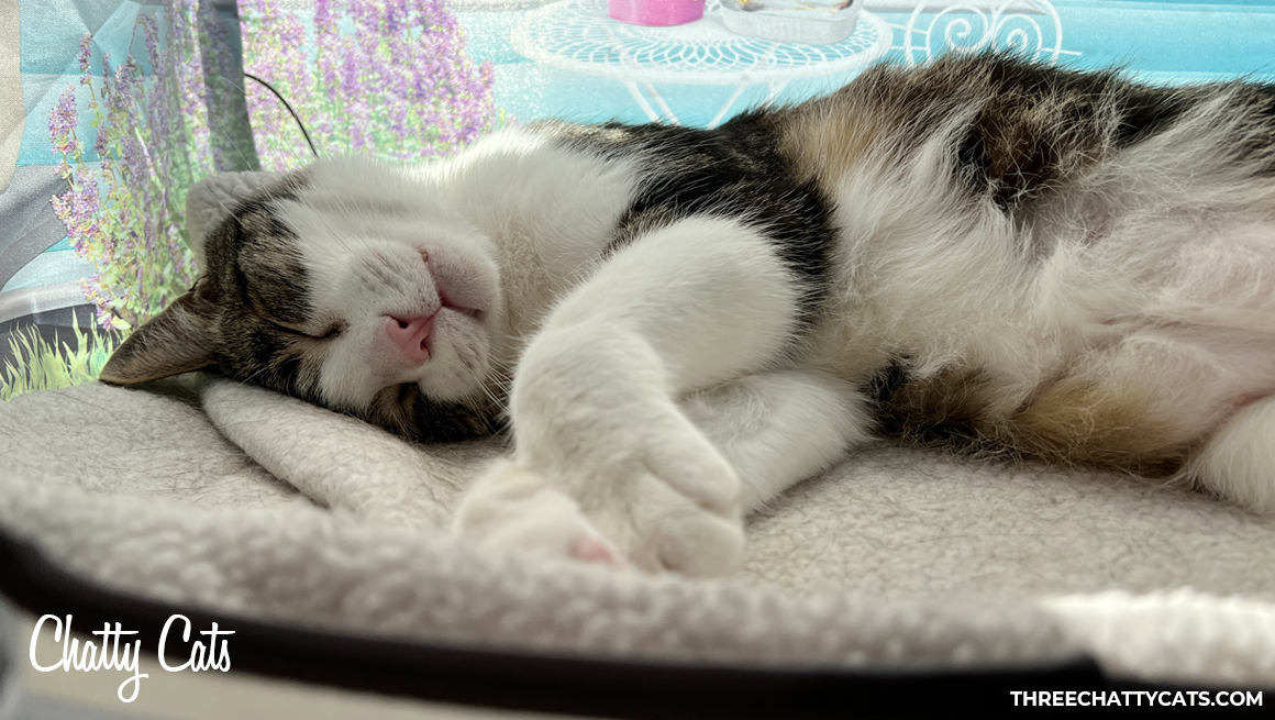 Chatty Cats: Sophie's Predicament - Three Chatty Cats