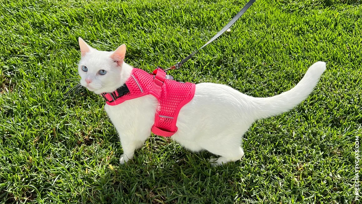 white cat outside wearing pink Sleepypod harness