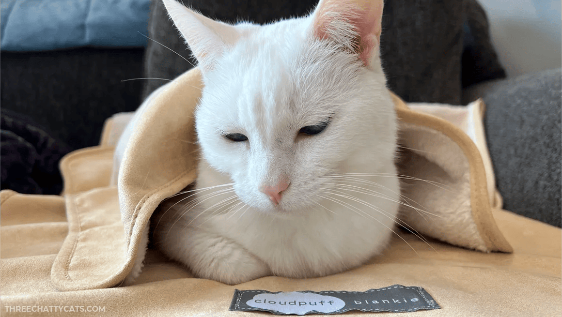 white cat under Sleepypod cloudpuff blanket