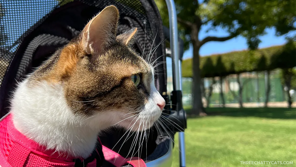 tabby cat in a stroller