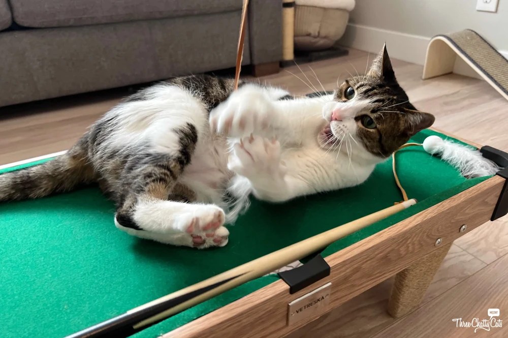 tabby cat playing on cat-sized pool table