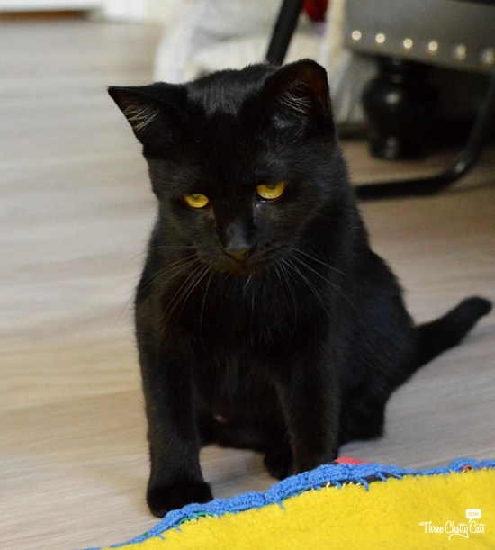 black kitten with yellow eyes