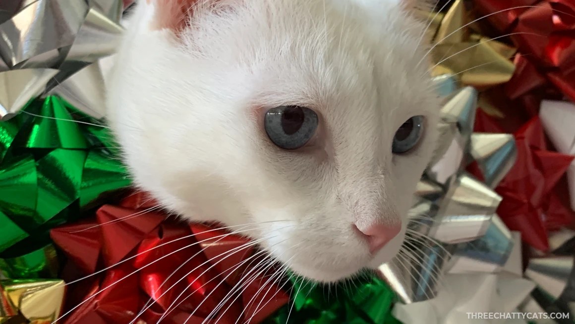 white cat with blue eyes surrounded by christmas bows