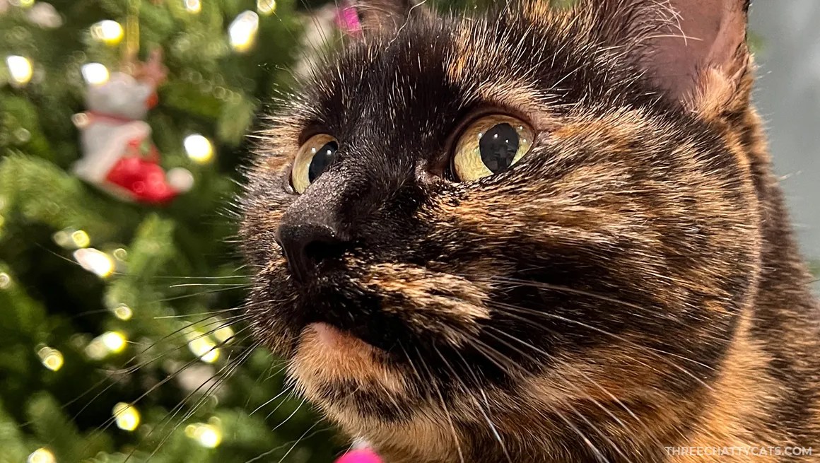tortie cat in front of Christmas tree