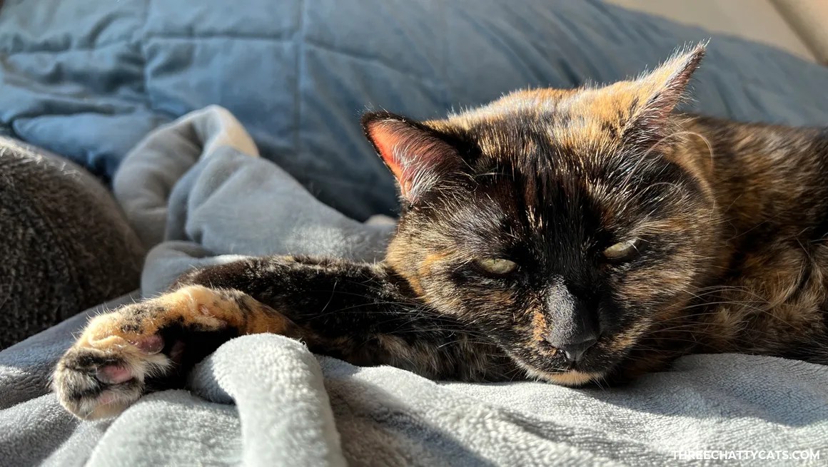 tortie cat resting head on front leg