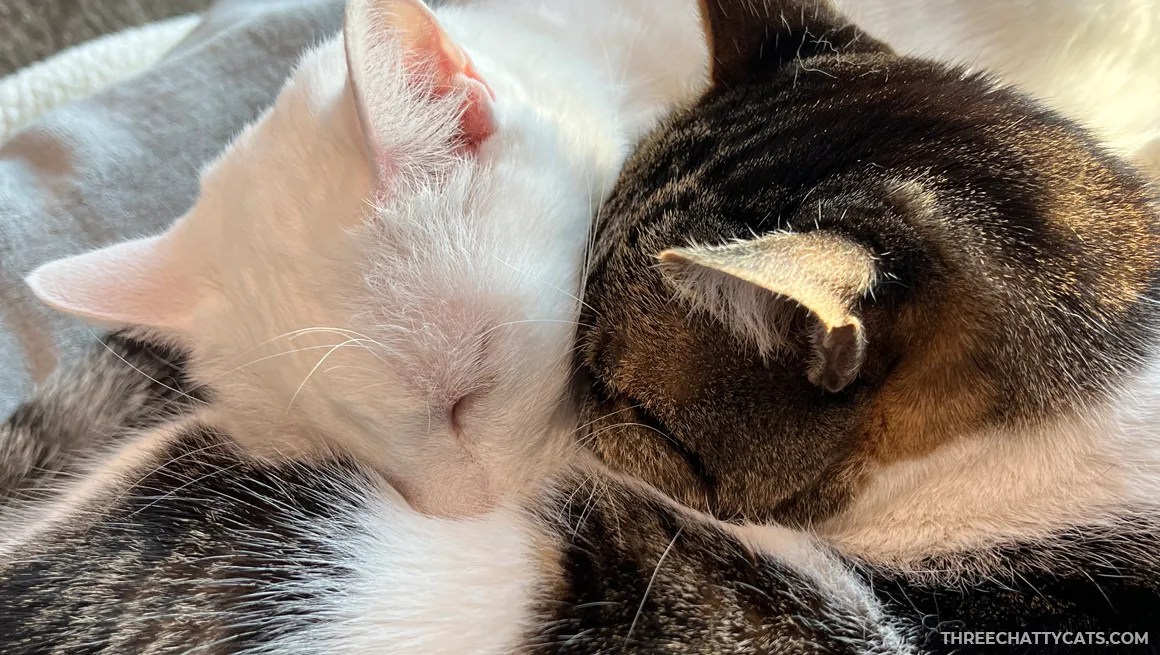 white cat and tabby cat snuggling