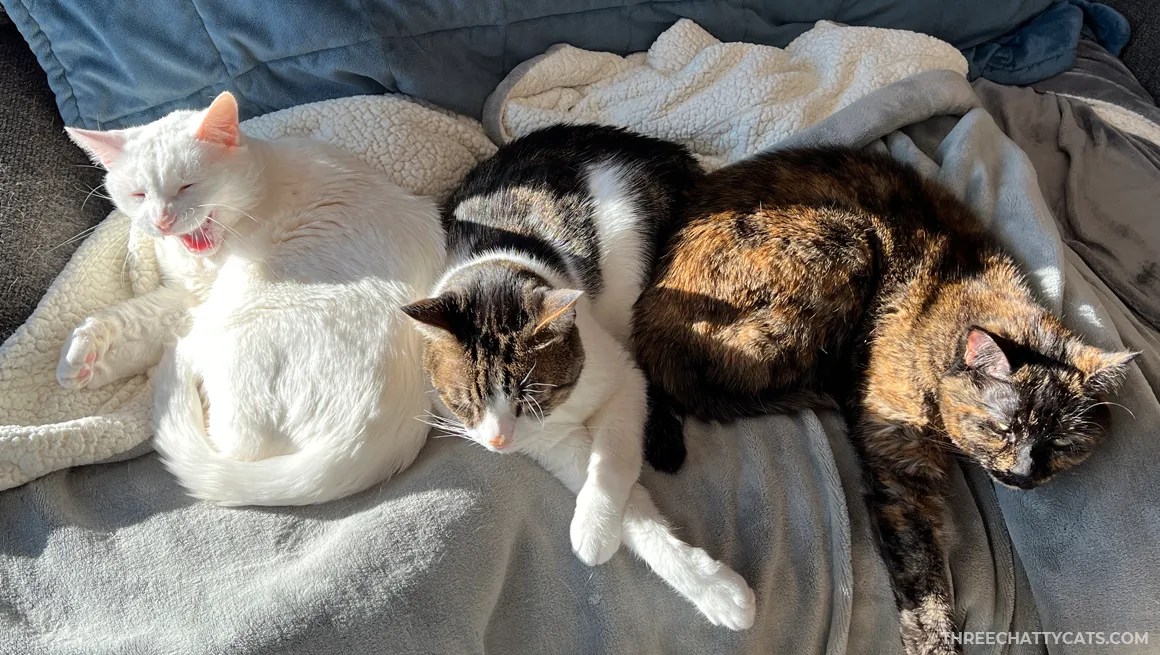 white cat, tabby cat and tortie cat together on a sofa chair