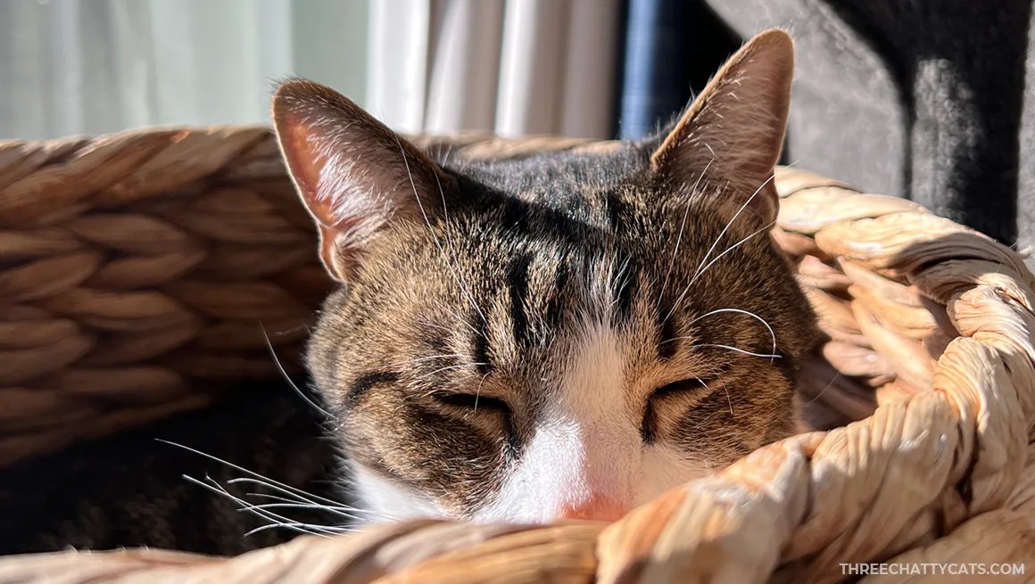 tabby cat sleeping in cat basket bed