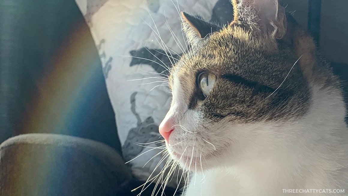 rainbow from the camera lens around a tabby cat's face