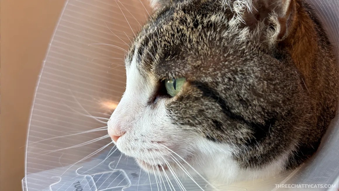close up of tabby cat wearing cone