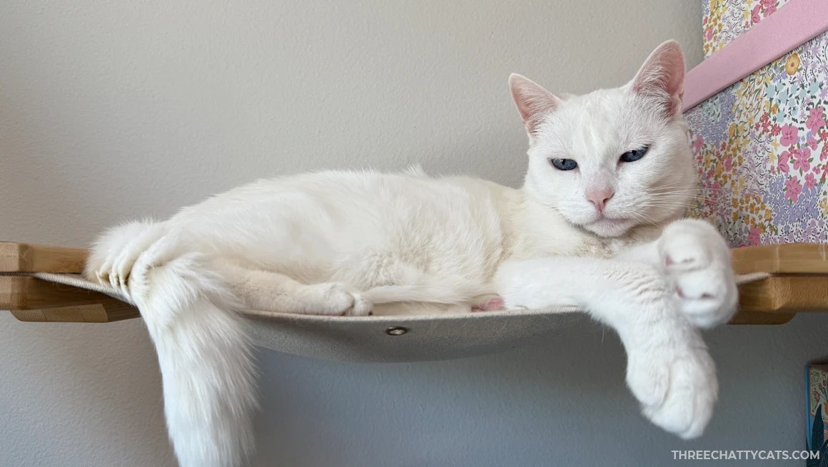 white cat lying on cat shelf