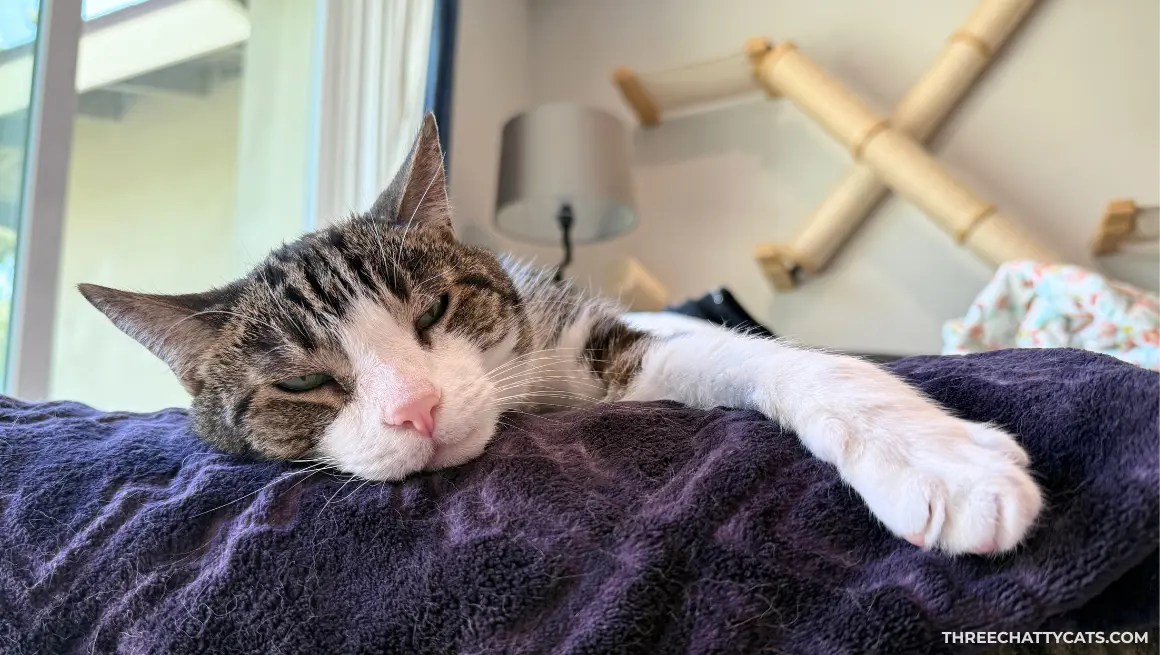 tabby cat lying on ottoman