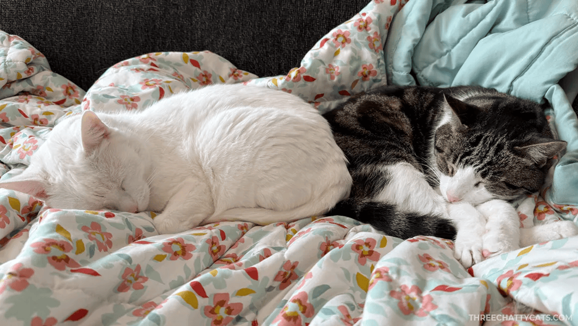 white cat and tabby cat lying together on a sofa chair