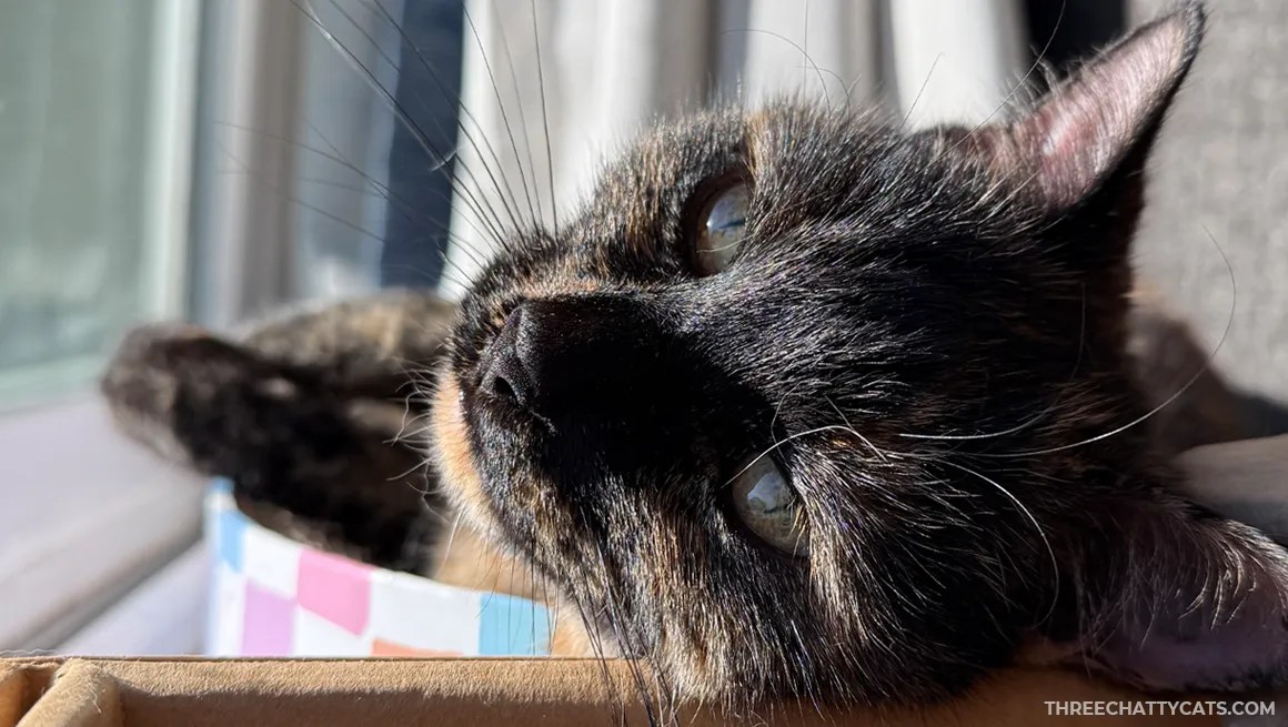 tortie cat lying on a cardboard scratcher