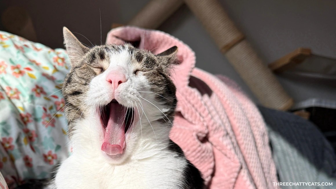 tabby cat yawning