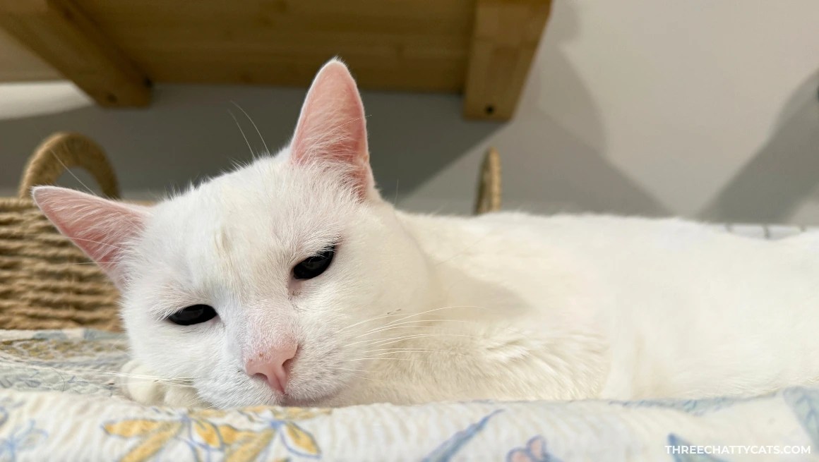 pretty white cat lying on curtains