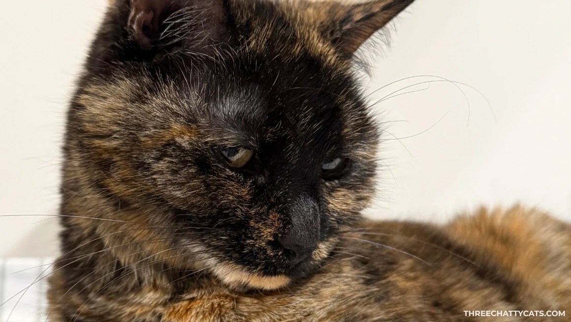 close up of pretty tortie cat