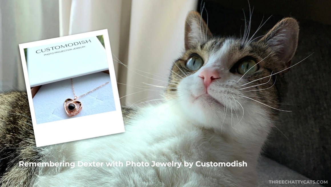 tabby cat with overlay of necklace in a box