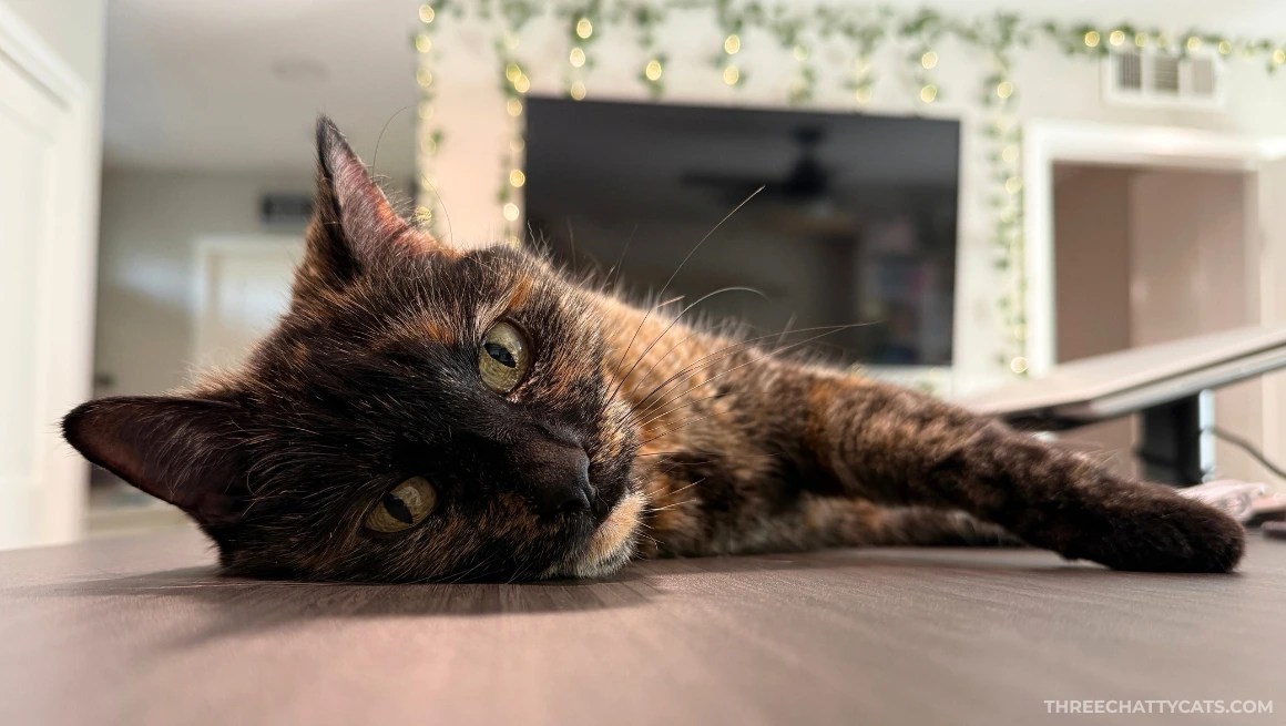 tortie cat lying on desk