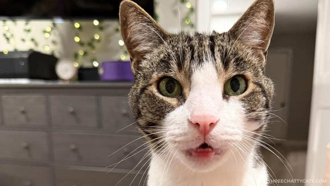 tabby cat with surprised expression