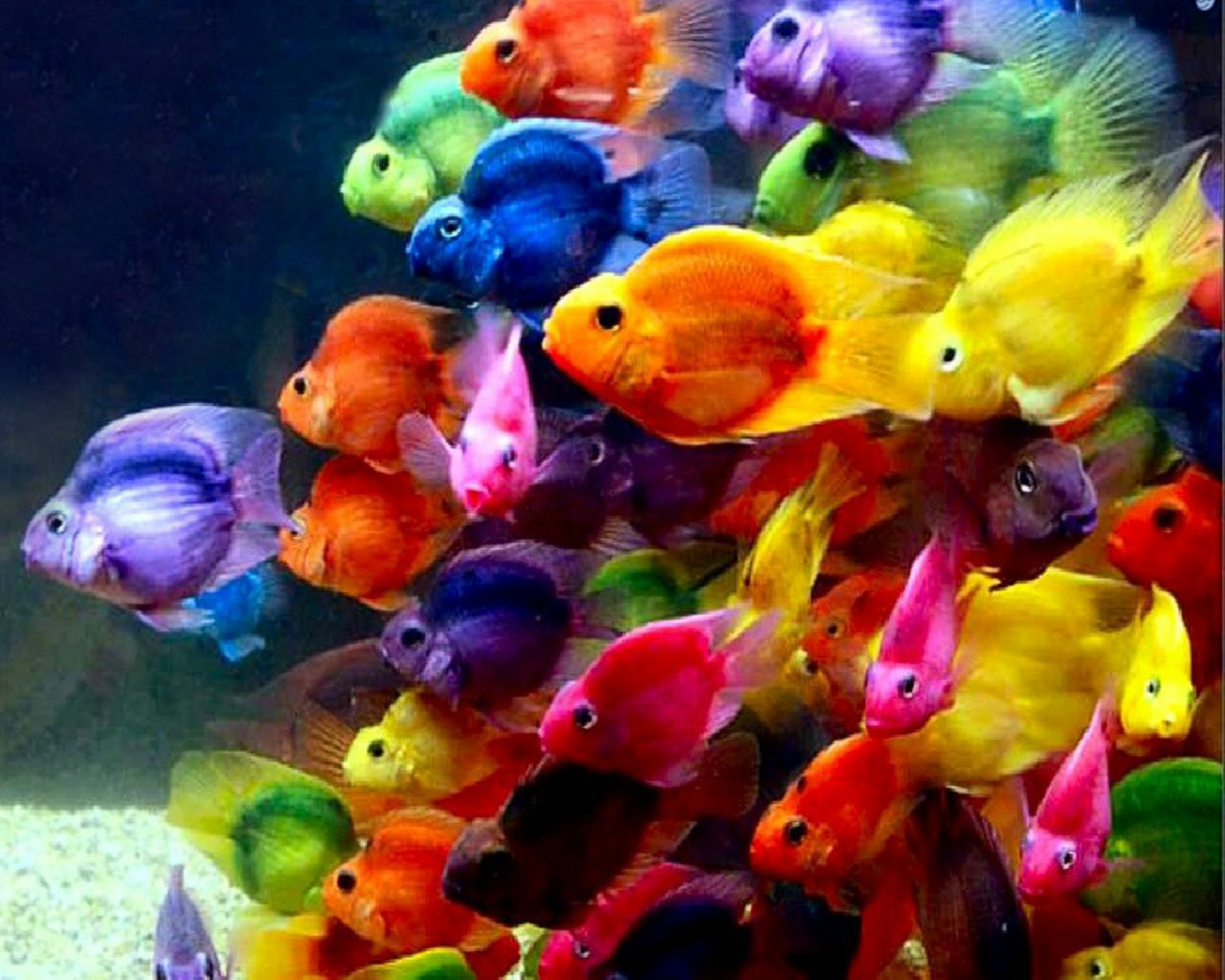 Download Gratis Gambar 51 Jenis Ikan Hias Air Tawar Aquarium Terindah Dan Terpopuler Di Dunia Terkeren by www.lampunghits.com