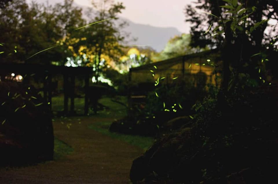 【花蓮賞螢景點】富源國家森林遊樂區「蝴蝶谷溫泉度假村」賞螢趣！
