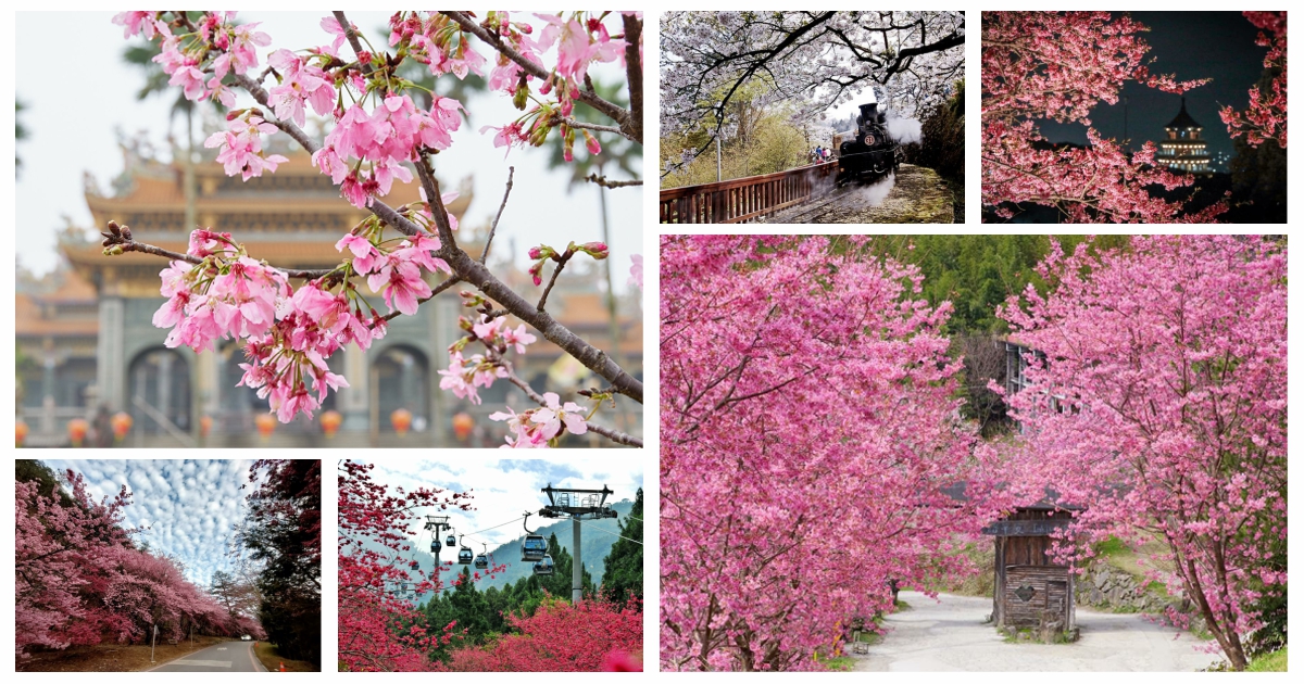台灣櫻花季,賞櫻景點,櫻花盛開季節,櫻花季幾月,櫻花季時間,日本櫻花季時間,台灣櫻花幾月開,台灣賞櫻,賞櫻,台灣櫻花季,賞櫻秘境,台灣賞櫻,賞櫻景點中部,台灣櫻花幾月開,高雄賞櫻景點,櫻花預測,櫻花季,櫻花季台灣,北台灣賞櫻