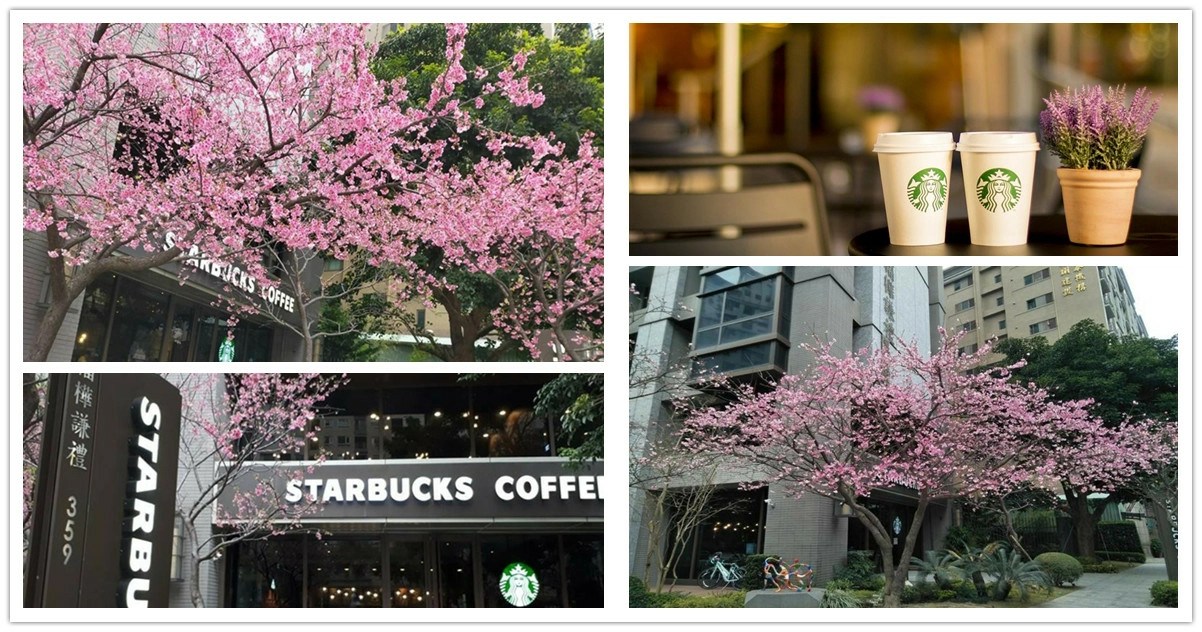 林口星巴克,林口星巴克櫻花,林口星巴克文化門市,林口星巴克營業時間,林口星巴克文化三門市,林口,星巴克,Starbucks,櫻花,賞櫻景點,櫻花季,櫻花景點
