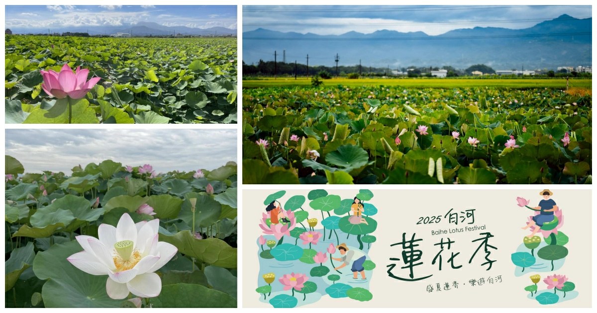 白河蓮花季,白河蓮花季一日遊,白河蓮花季時間,白河蓮花季市集,白河蓮花季活動,白河蓮花季 交通,白河蓮花季地址,白河蓮花季 地點,白河蓮花季,白河蓮花餐,白河蓮花花況,白河蓮花池,蓮花季節,蓮花季,白河,台南,台灣