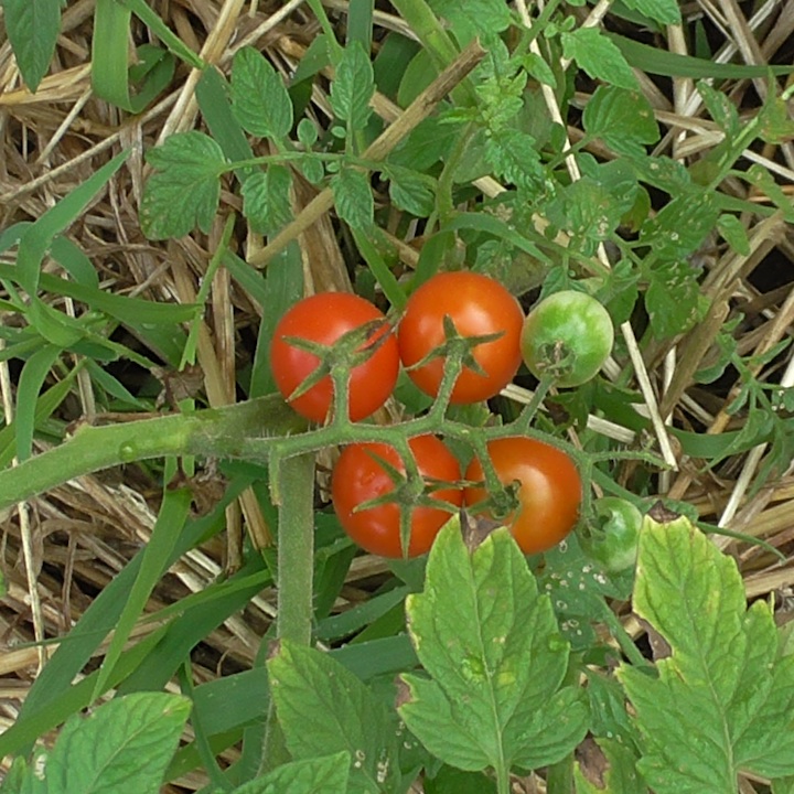 Sweet red cherry tomatoes