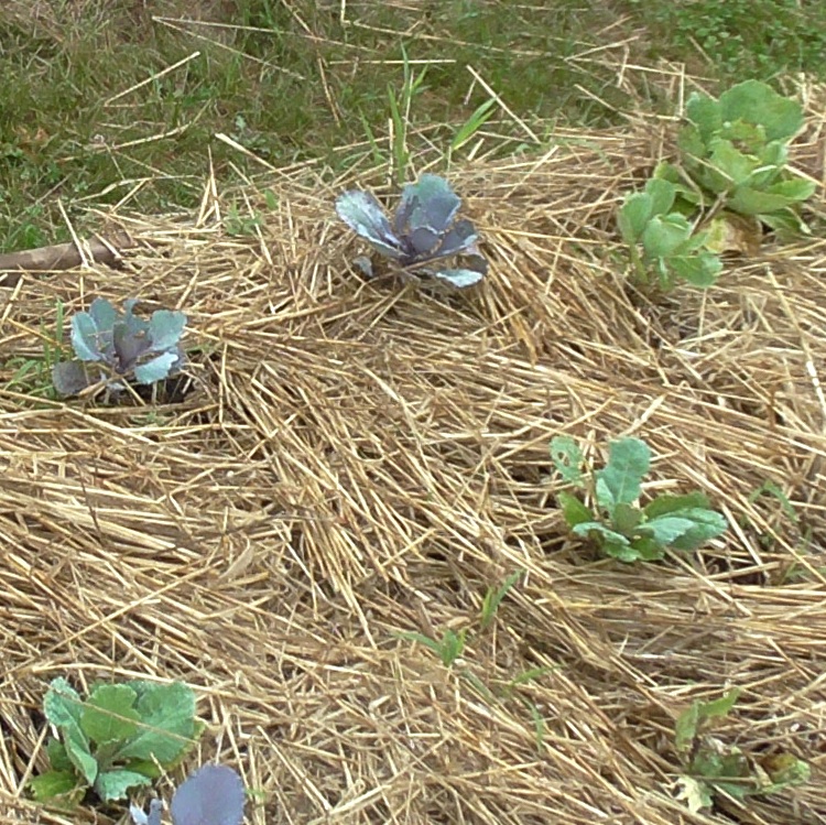 Red cabbage and brussel sprouts grow in the Moriarty elementary school garden.