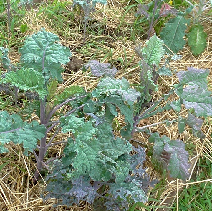 This unique variety of kale has purple and green leaves.