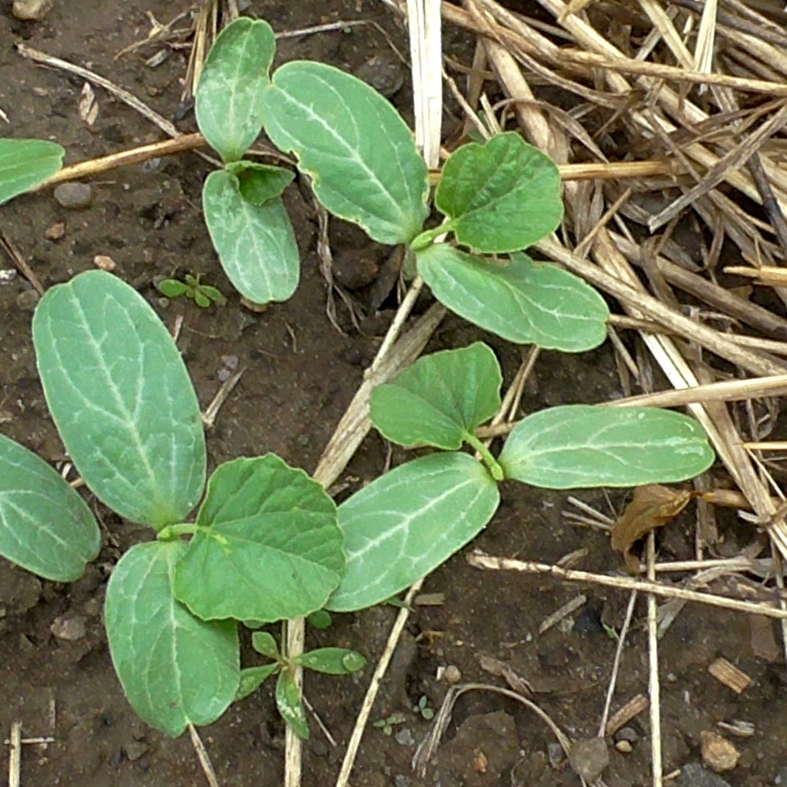 Little sprouts will soon grow into thick vines bearing gourds that can be used for many types of art projects.