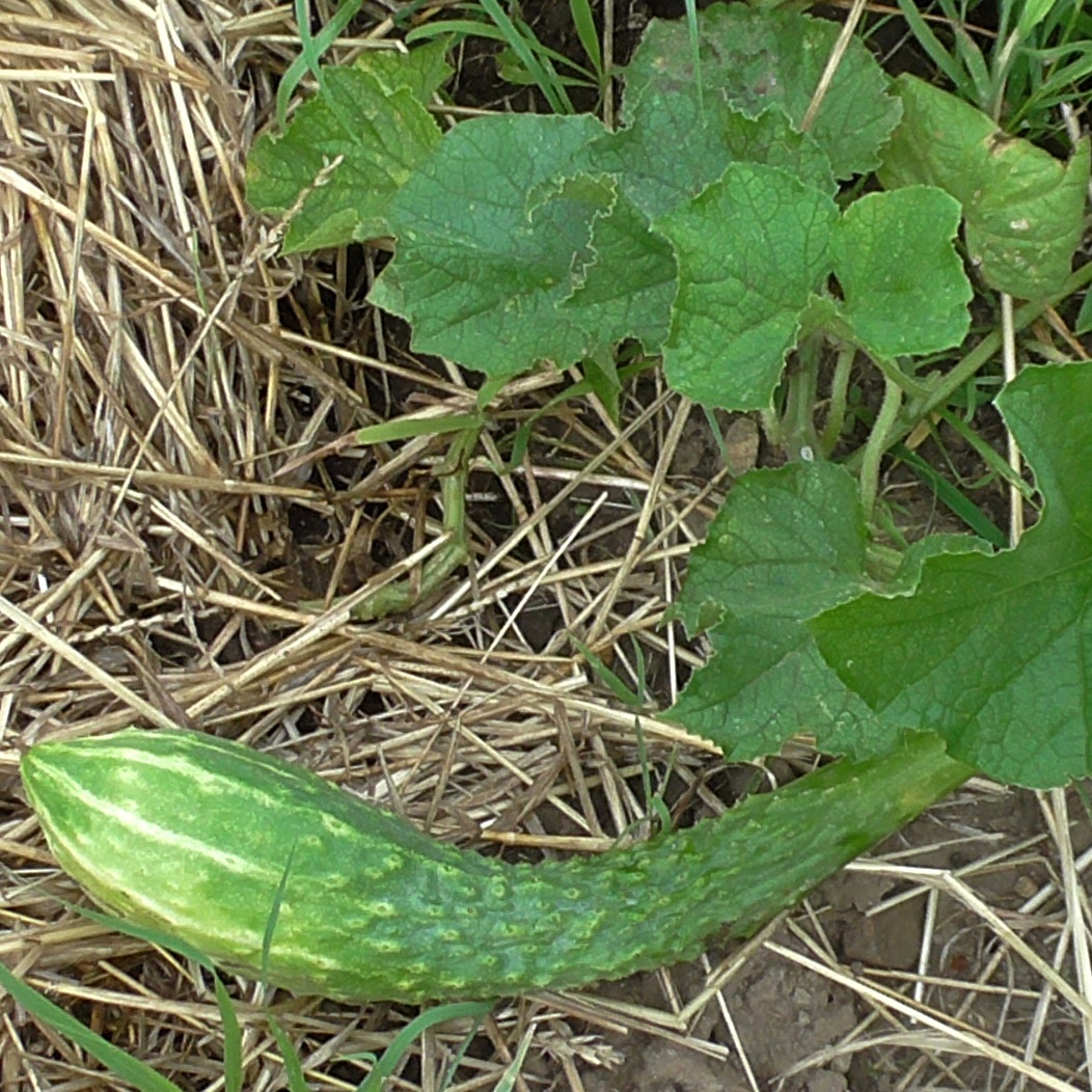 This Japanese Long cucumber is a variety that you may not have seen before, but is very tasty.
