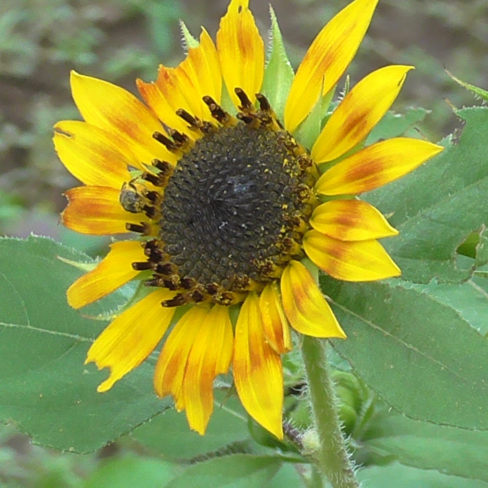 Bright yellow sunflowers attract pollinators to the garden, serve as a trellis for cucumber vines, and provide us with tasty edible seeds.