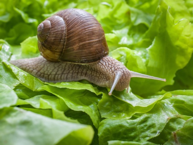 WHAT ARE SOME HARMFUL GARDEN PESTS YOU SHOULDN’T IGNORE? WHAT ARE SOME HARMFUL GARDEN PESTS YOU SHOULDN’T IGNORE?