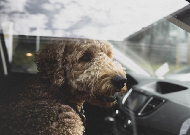 A dog sitting in a car

Description automatically generated with medium confidence