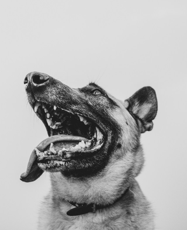 A dog with its mouth open

Description automatically generated with medium confidence