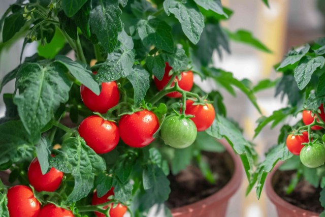 making sure tomatoes are in a sunny area