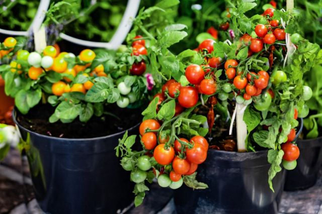 Growing Tomatoes in Pots: Now Is The Right Time