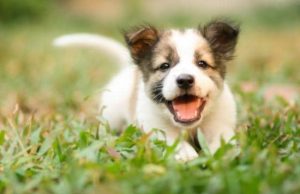 How To Understand What Your New Puppy Is Telling You How To Understand What Your New Puppy Is Telling You